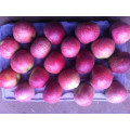 Rote Qinguan Apple/chinesische Früchte von guter Qualität